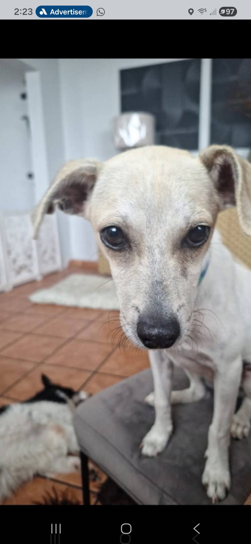 picture of the dog needing adoption