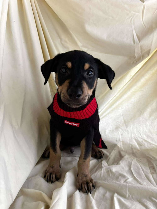 picture of the dog needing adoption