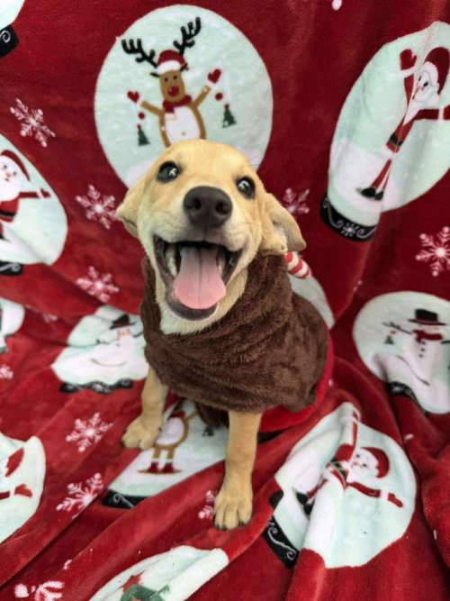 picture of the dog needing adoption