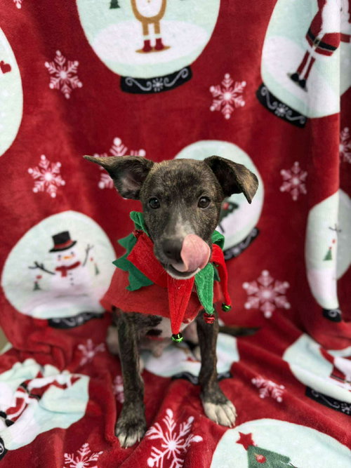 picture of the dog needing adoption