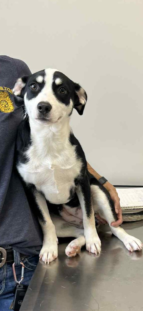 picture of the dog needing adoption