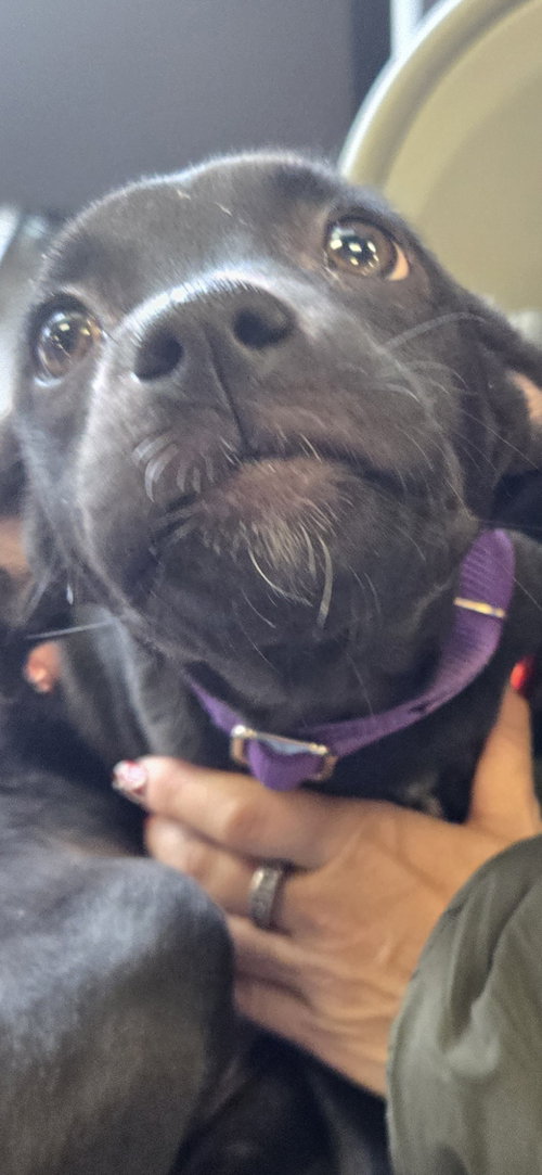 HEIDY - Terrier available for adoption