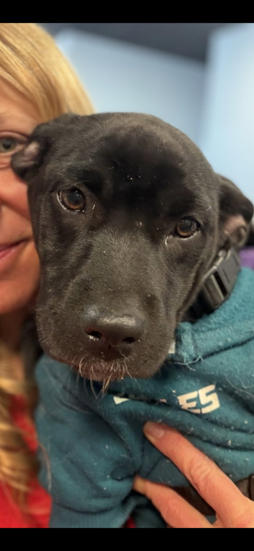 HEIDY - Terrier available for adoption