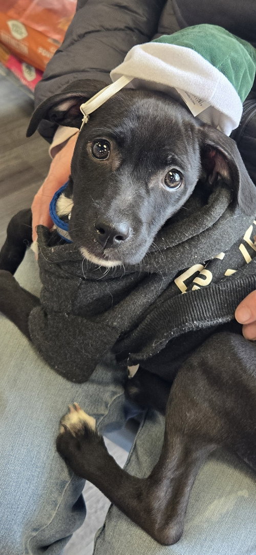 SALLY - Terrier available for adoption