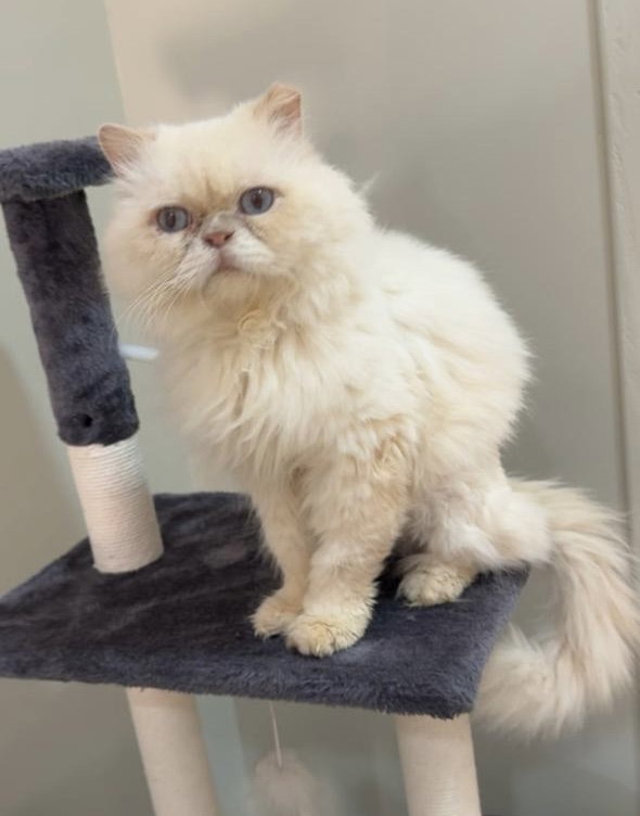Cosmo SA Purrsian Image