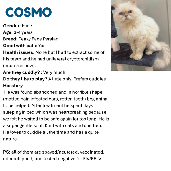 Cosmo SA Purrsian