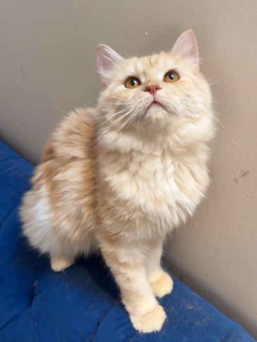 Flower & Shadow SA Purrsian/MCx, an adoptable Persian in NYC, NY