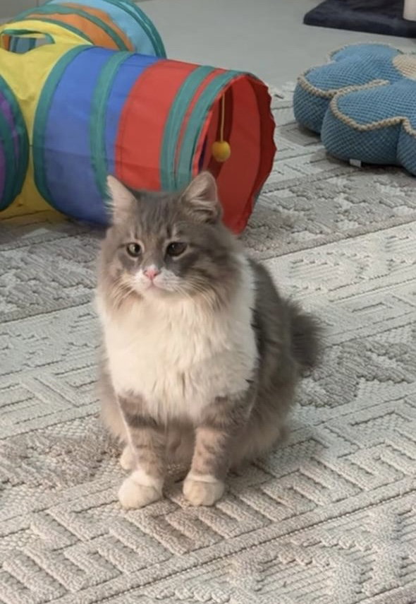 Kindly SA Purrsian/DMH Image