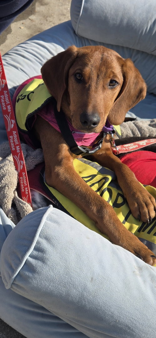 picture of the dog needing adoption