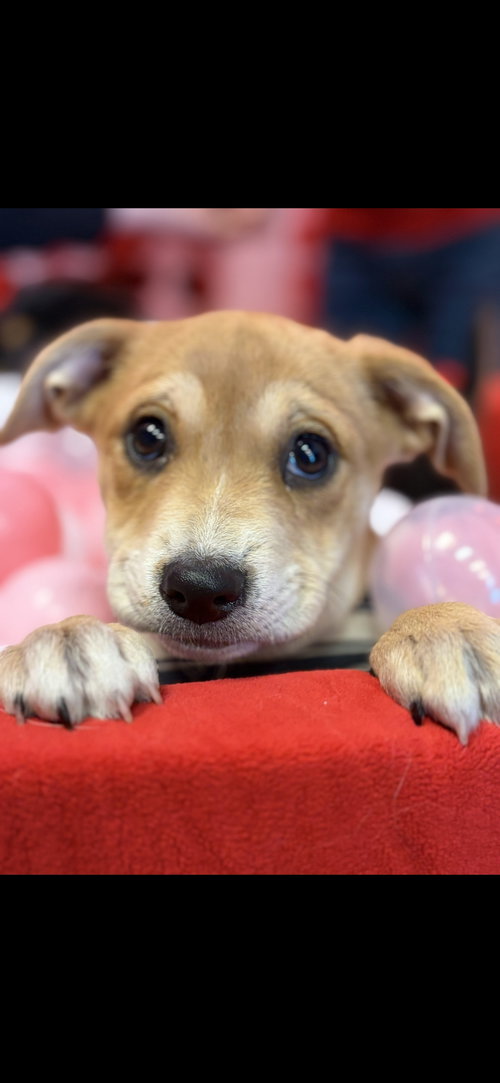 picture of the dog needing adoption