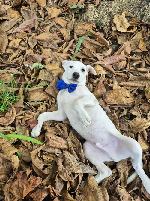 picture of the dog needing adoption