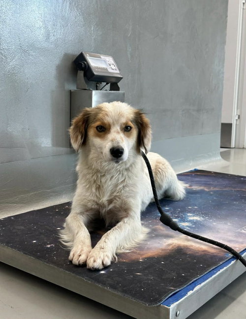 picture of the dog needing adoption