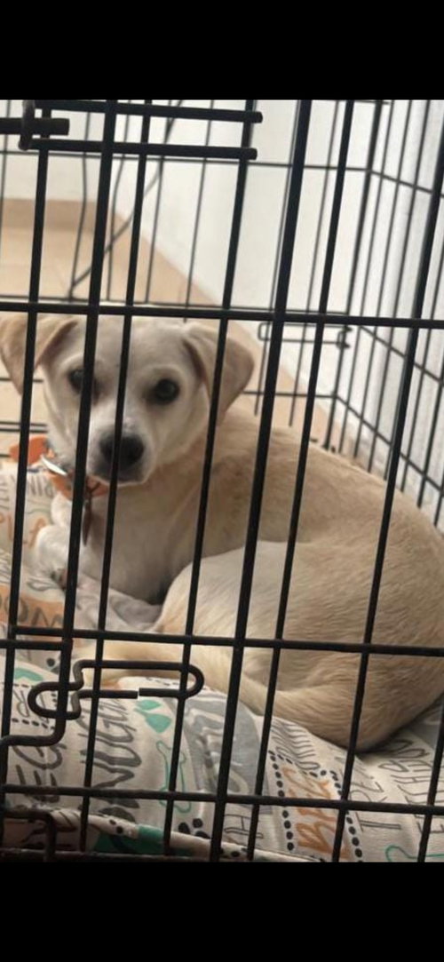 picture of the dog needing adoption