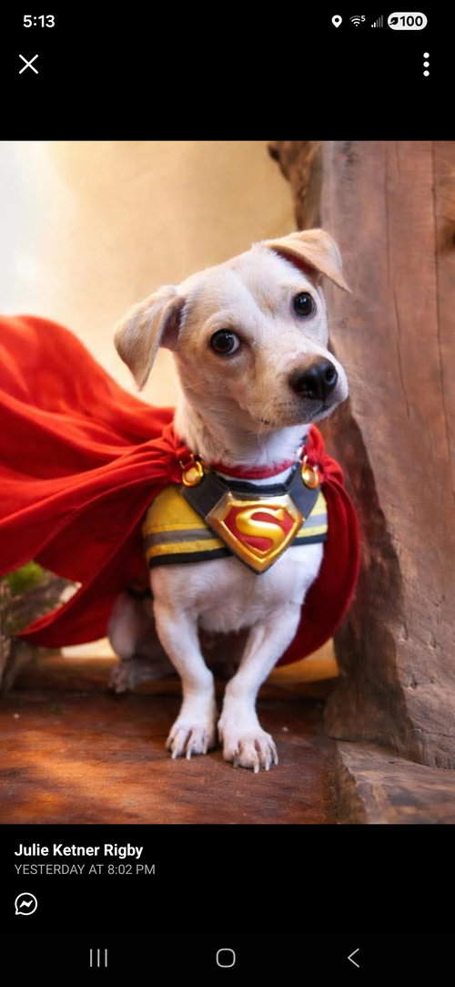 Bartox, an adoptable Chihuahua in NYC, NY