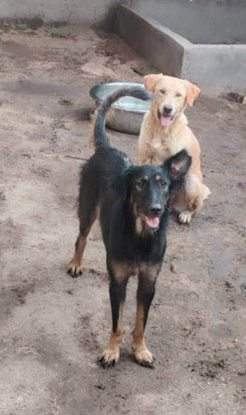 picture of the dog needing adoption