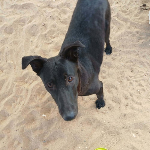 picture of the dog needing adoption
