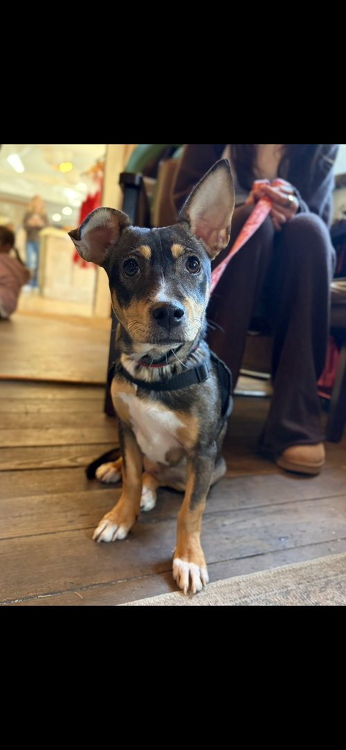 Canela, an adoptable Sheep Dog in NYC, NY