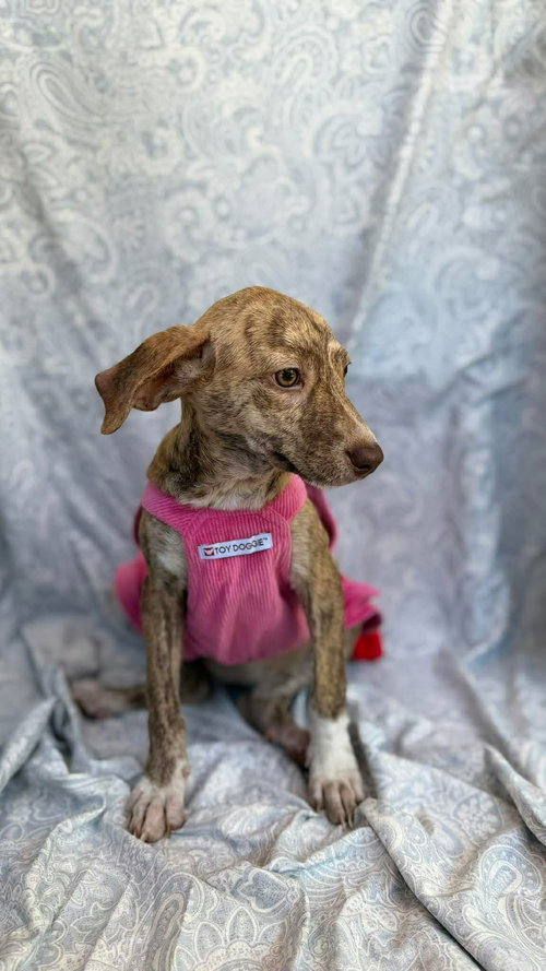 Kelly, an adoptable Chihuahua in NYC, NY