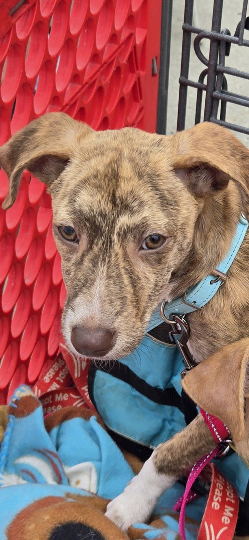 picture of the dog needing adoption