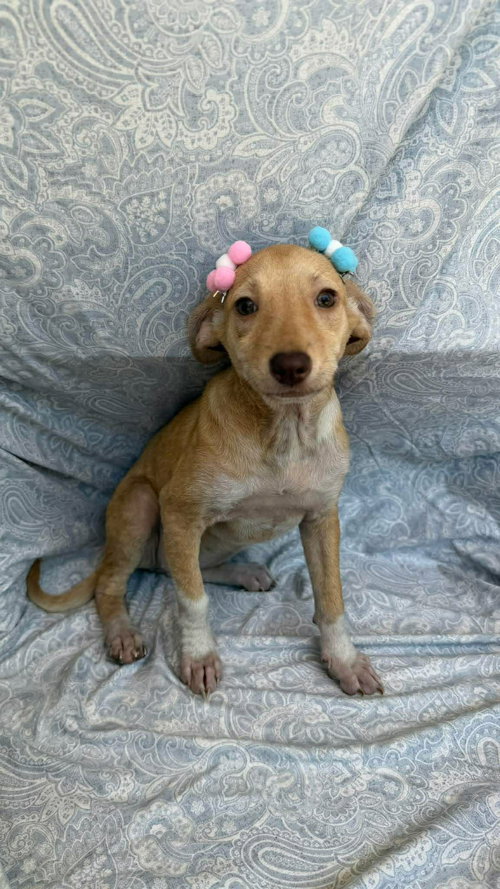 Kivi, an adoptable Chihuahua in NYC, NY