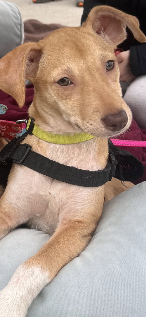 picture of the dog needing adoption