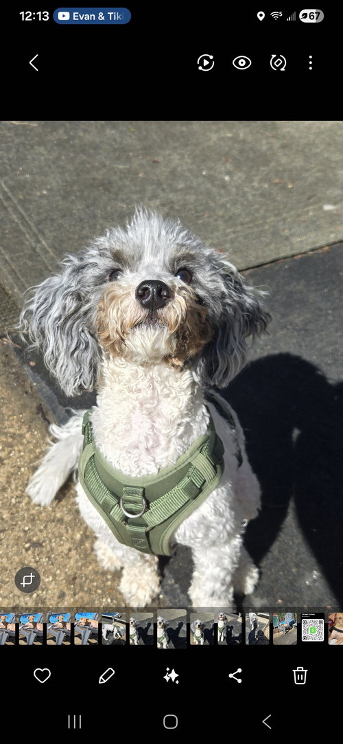 picture of the dog needing adoption