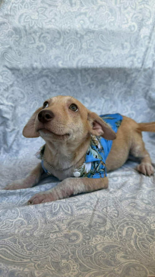 picture of the dog needing adoption