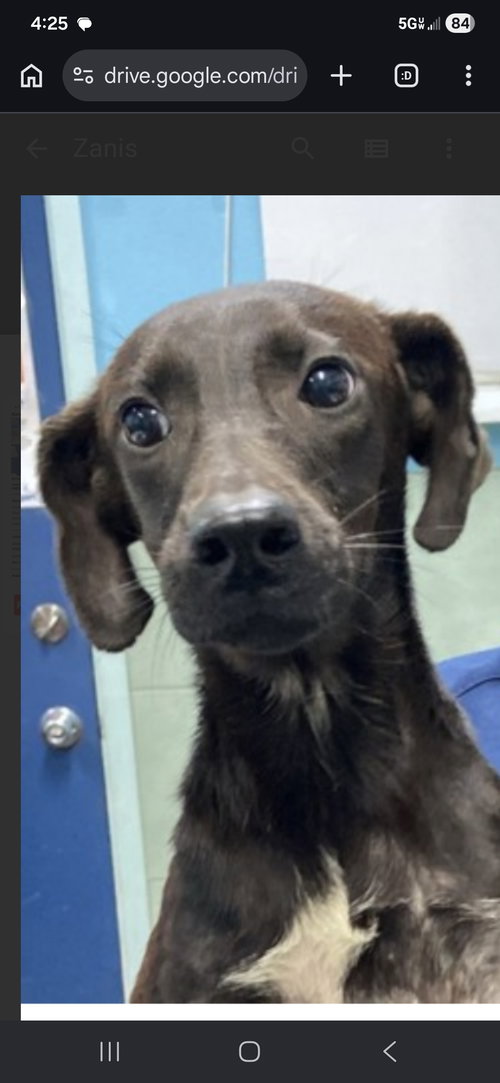 Puff, an adoptable Labrador Retriever in NYC, NY