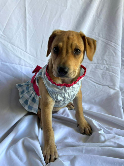 Johanna, an adoptable Labrador Retriever in NYC, NY