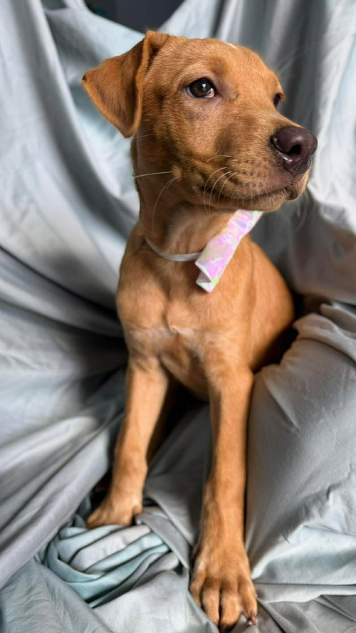Bailey, an adoptable Labrador Retriever in NYC, NY