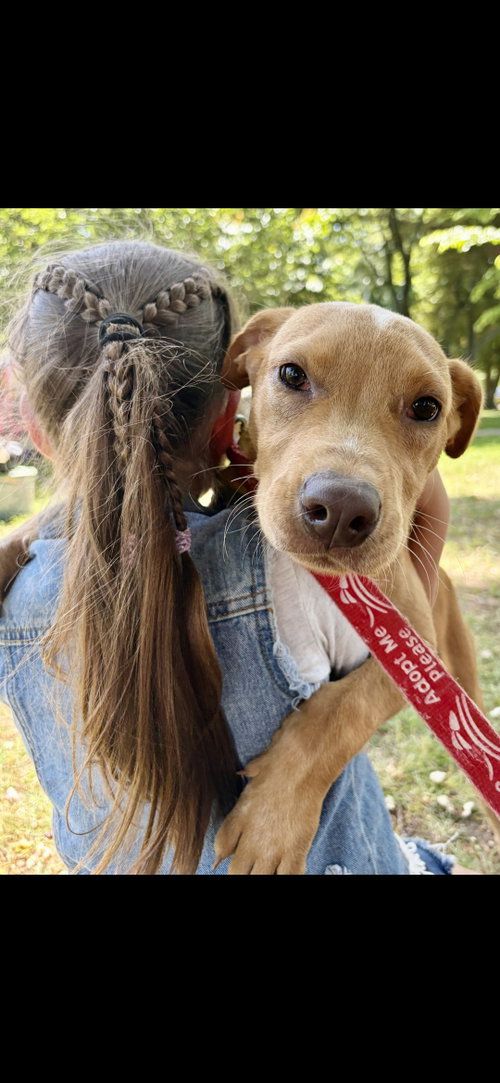 Bailey, an adoptable Labrador Retriever in NYC, NY