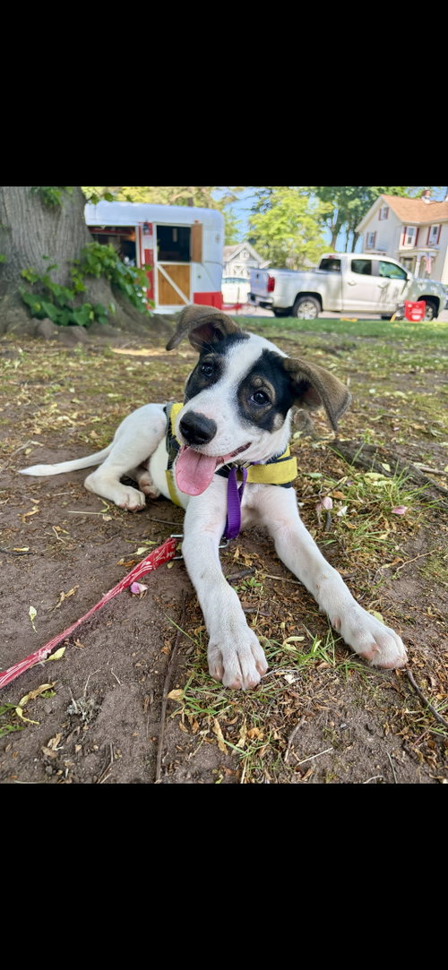 Chicho, an adoptable Jack Russell Terrier in NYC, NY
