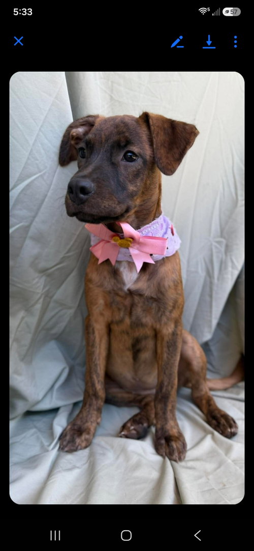 Bella, an adoptable Labrador Retriever in NYC, NY