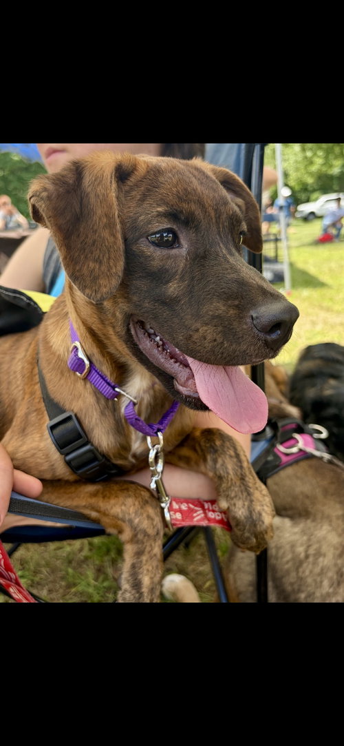 Bella, an adoptable Labrador Retriever in NYC, NY