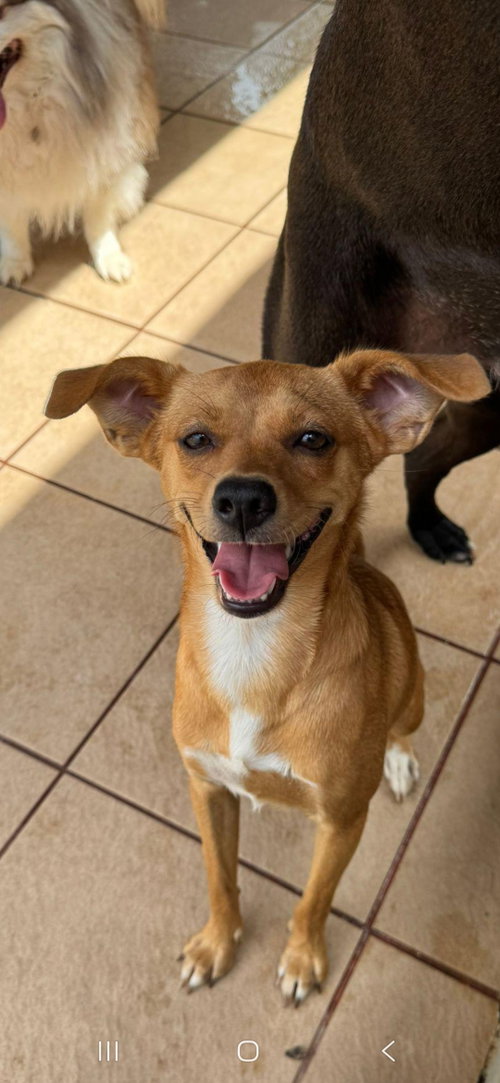 Lily, an adoptable Chihuahua in NYC, NY