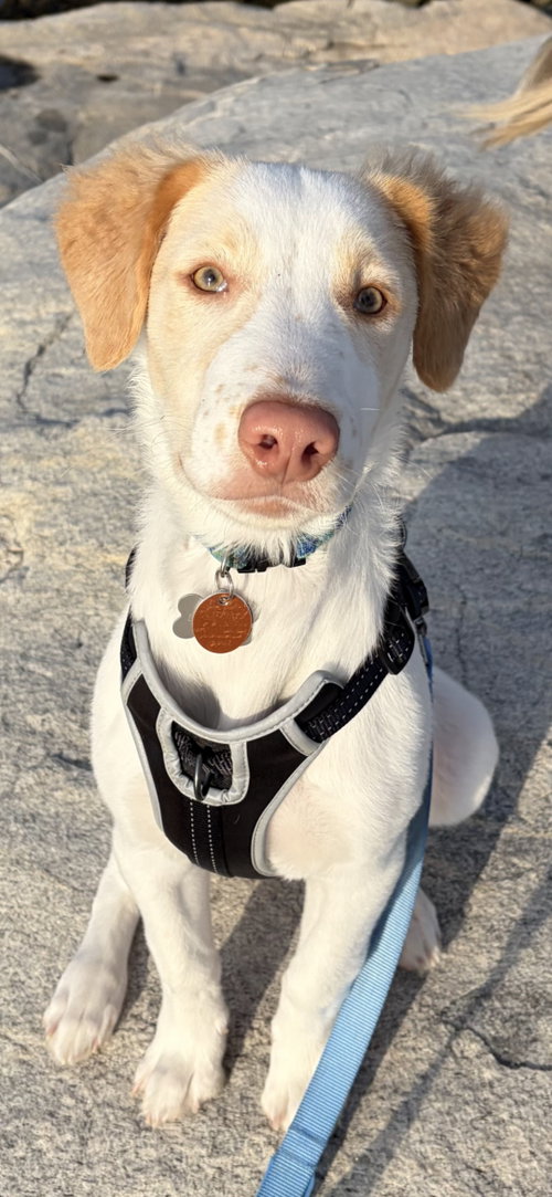 Indie
