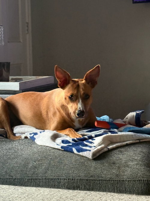 Blaze photo 4