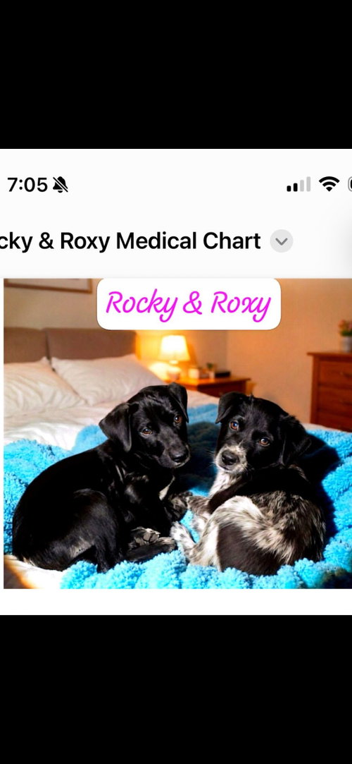 Rocky photo 4