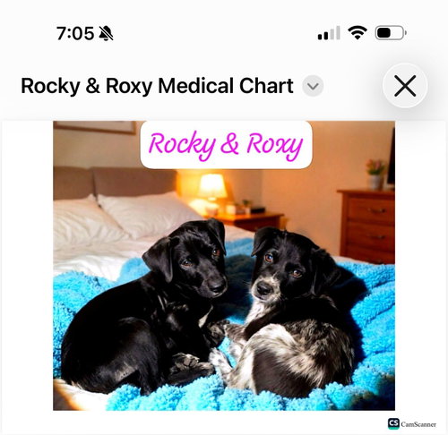Roxy photo 3