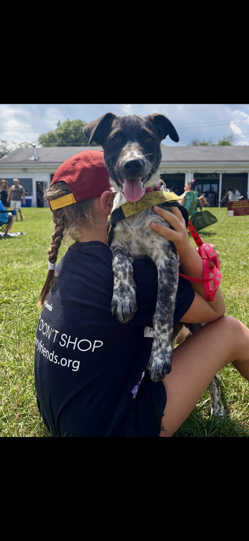 Roxi, an adoptable Spaniel in NYC, NY