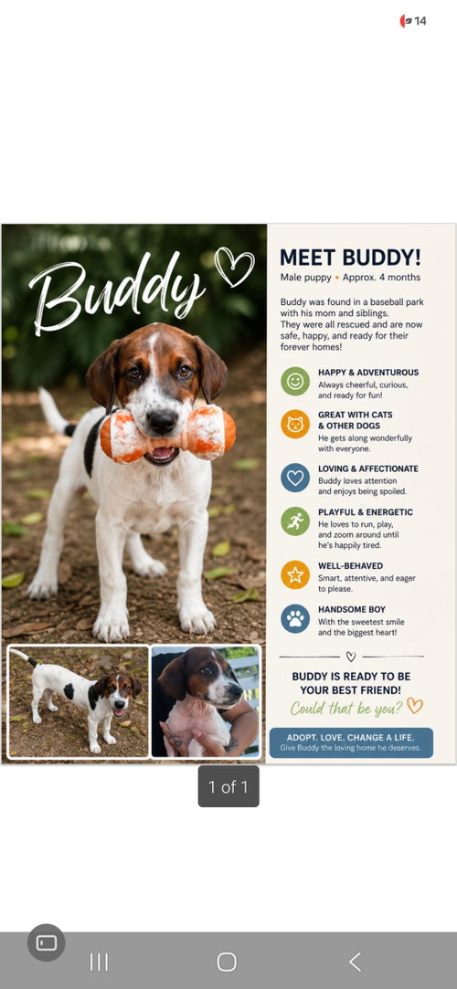 Buddy, an adoptable Dachshund in NYC, NY
