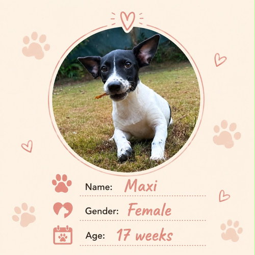 Maxi, an adoptable Dachshund in NYC, NY