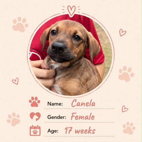 Canela, an adoptable Dachshund in NYC, NY