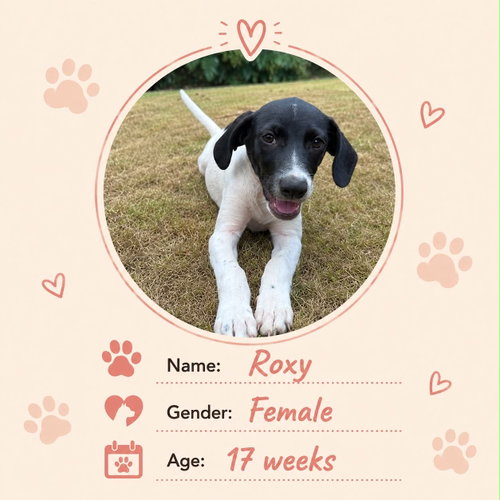 Roxy, an adoptable Dachshund in NYC, NY