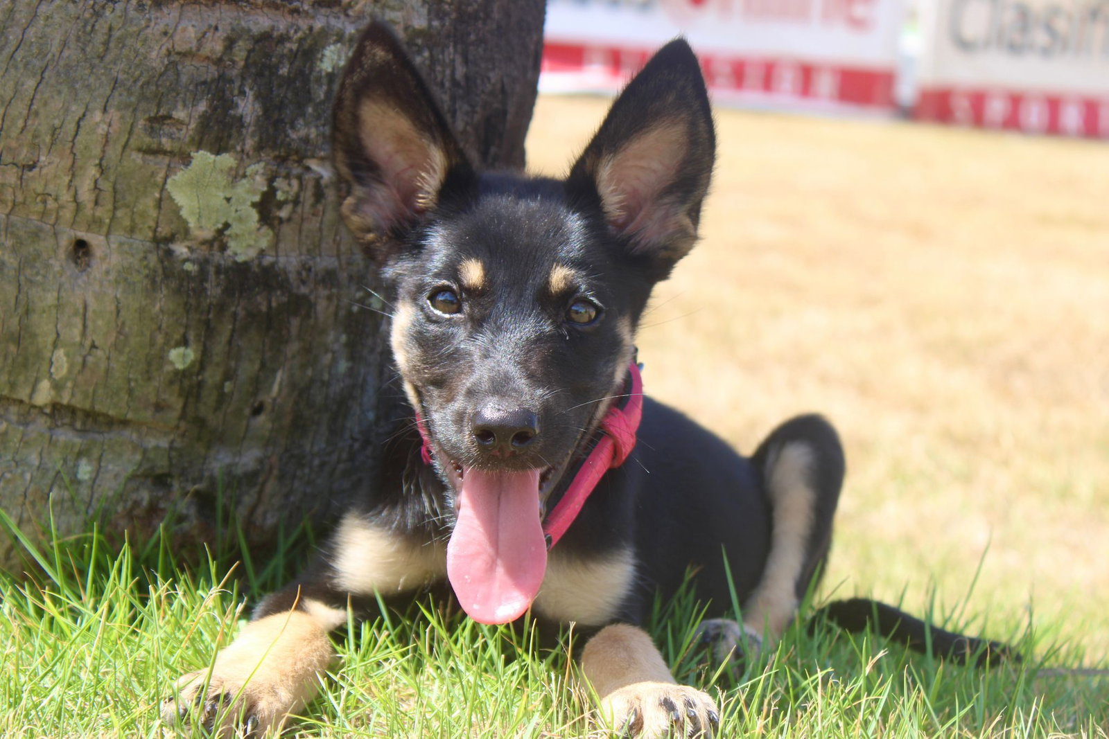 Roxy, dog