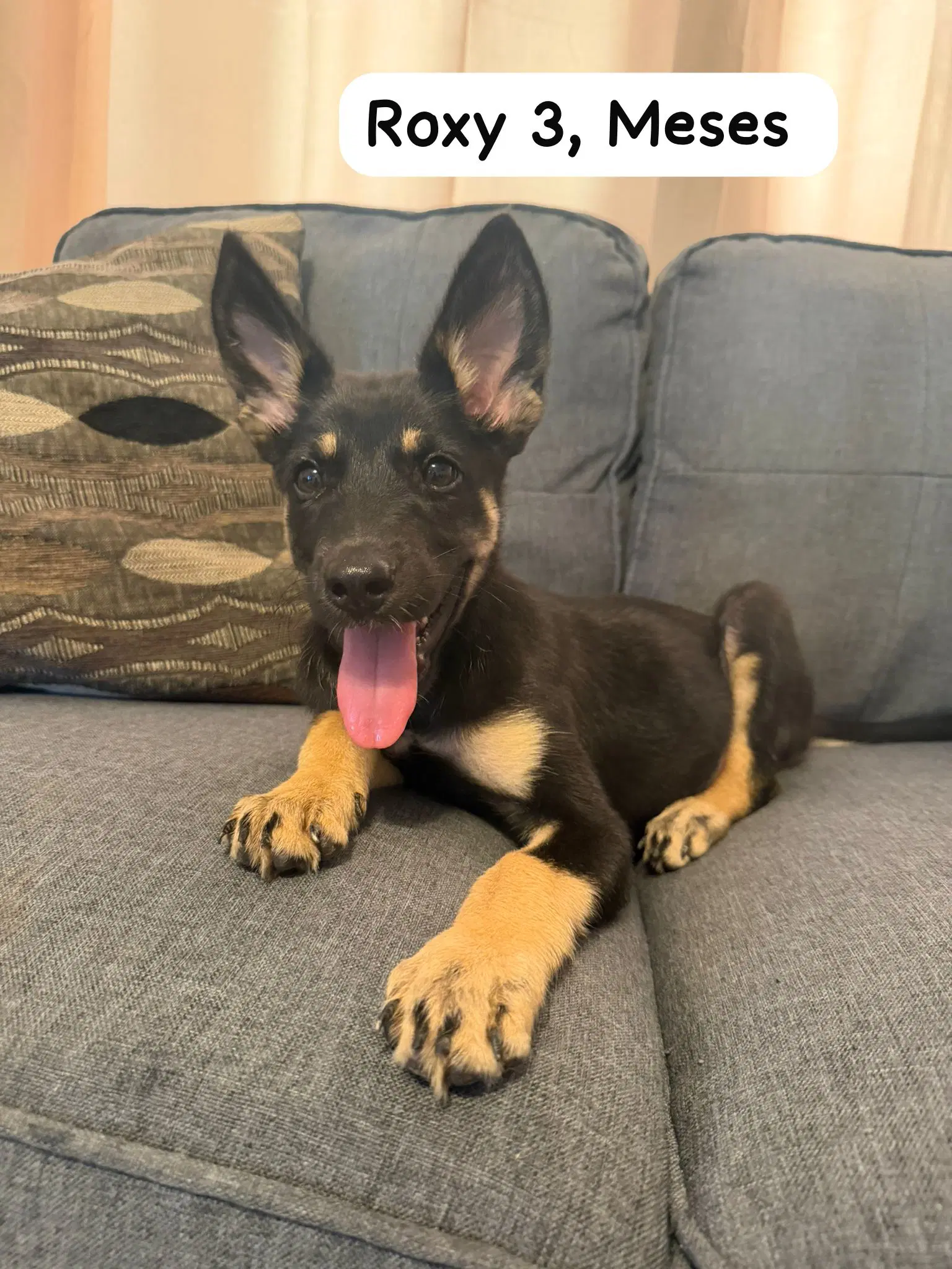 Roxy image 2