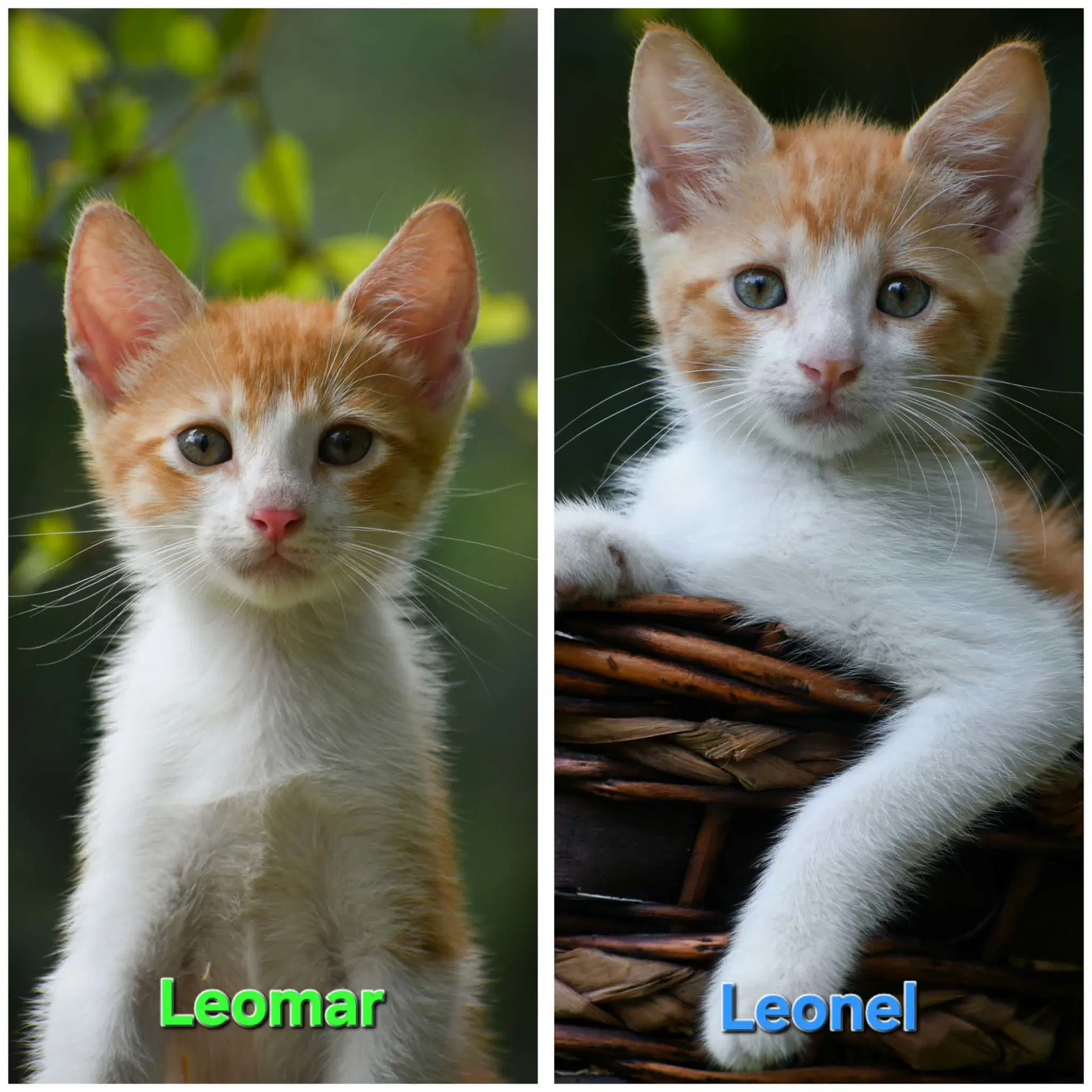 Leomarleonel image 2