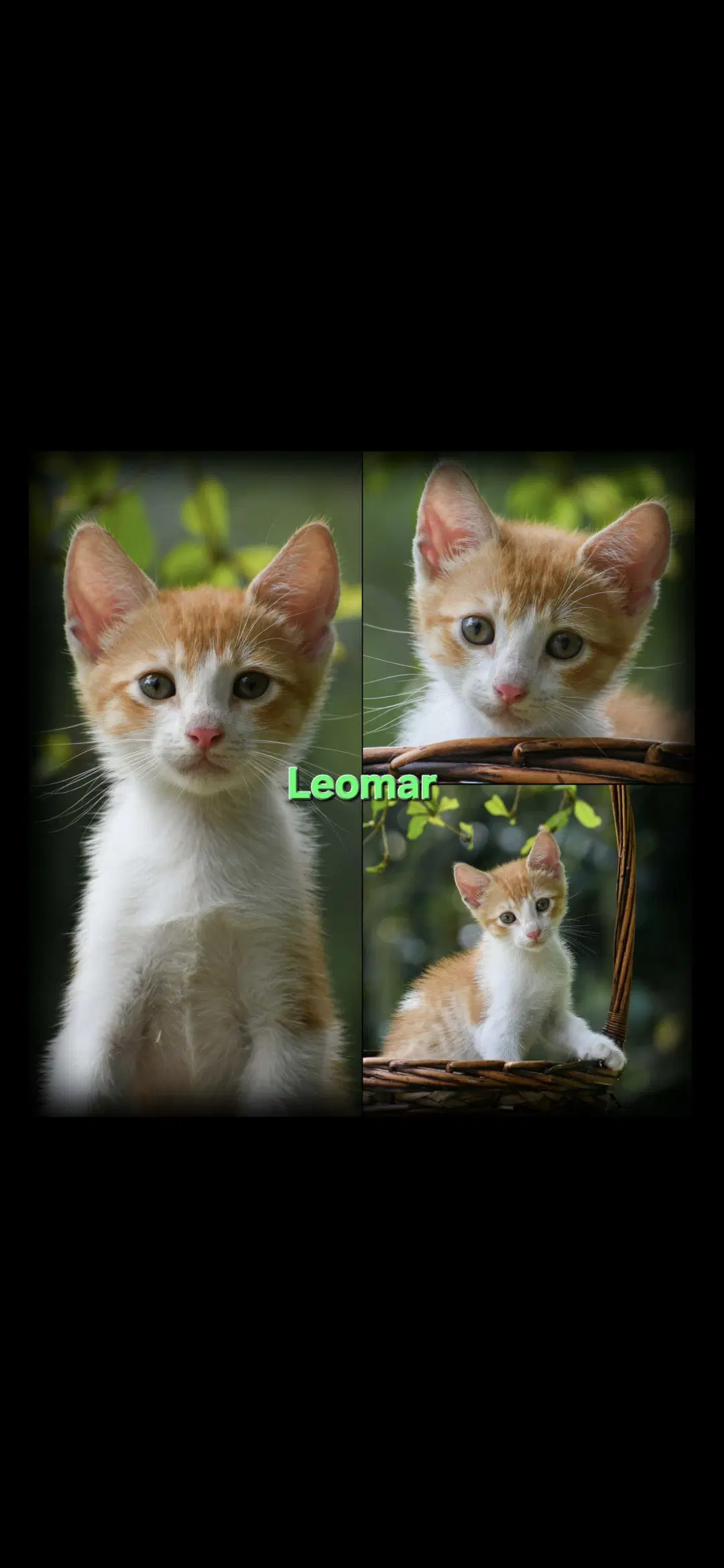 Leomarleonel image 3