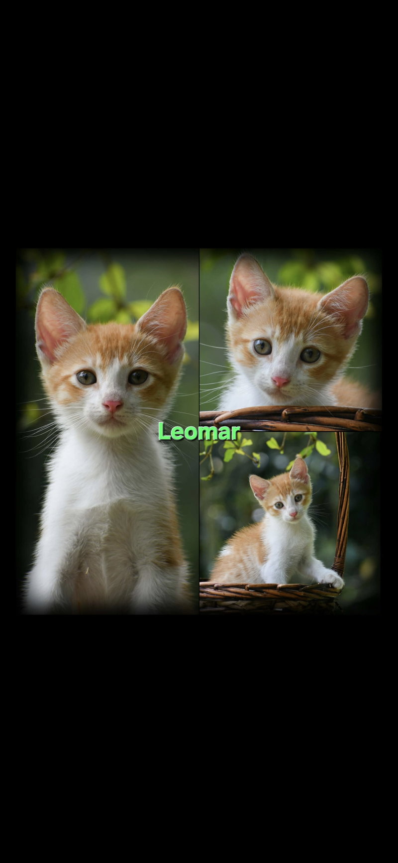 Leomar&Leonel, photo 3