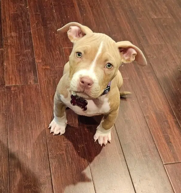 Rowan - American Staffordshire Terrier